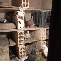 کبوتر|پرنده|بهارستان, |دیوار