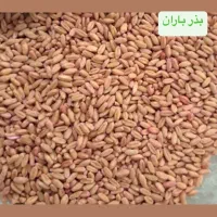 بذر گندم سم خورده