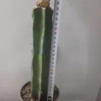 کاکتوس آستریاس ابلق|گل مصنوعی|یزد, |دیوار