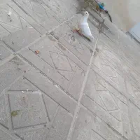 کفتر|پرنده|رباطکریم, منجیل آباد|دیوار