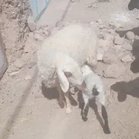 تقلی زاییده