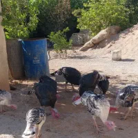 بوقلمون|حیوانات مزرعه|ایذه, |دیوار