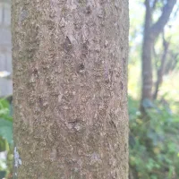 فروش چوب درخت مناسب صنایع دستی