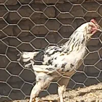 خروس|حیوانات مزرعه|لاران, |دیوار