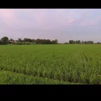 شالیزار  مرغوب کنار آبندان|فروش دفتر صنعتی، کشاورزی، تجاری|آکند, |دیوار