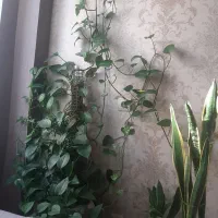 گل پتوس|گل و گیاه طبیعی|محمدیه-قزوین, |دیوار