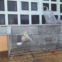 عروس هلندی|پرنده|بهبهان, |دیوار