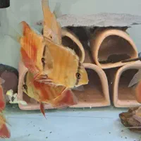 ماهی دیسکس|ماهی|کرج, شهرک اوج|دیوار