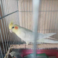 جفت عروس هلندی مولد|پرنده|پاکدشت, پاکدشت (مامازند)|دیوار