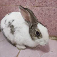 خرگوش|موش و خرگوش|شیراز, کوشک میدان|دیوار