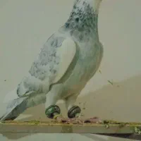 پرنده و کبوتر