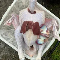 غاز بوقلمون