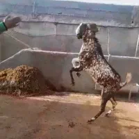 نر و ماده بز پلنگی درجه یک