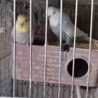 مرغ عشق طوطی برزیلی|پرنده|محمدشهر, ولدآباد بزرگ|دیوار