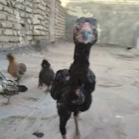 مرغ و خروس|حیوانات مزرعه|مشهد, کریم آباد|دیوار