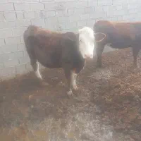 سلام دو گاو آبستن یکی هولشتن یکی سیمینال