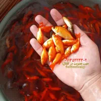 پخش ماهی قرمز عمده