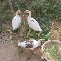 قوغاز لیندا