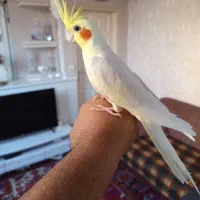 عروس هلندی درشت فول اهلی با قفس بزرگ کاسکویی|پرنده|تبریز, |دیوار