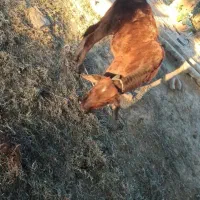 گاو ماده همراه با گوساله