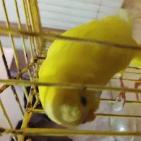 مرغ عشق آواز خوان