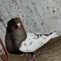 کفتر کبوتر سینه سرخ نر