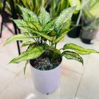 فروش گلهای آپارتمانی و مشاوره گیاه پزشکی|گل و گیاه طبیعی|پردیس, فاز ۴|دیوار