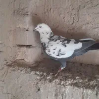 کفتر سینه مشهدی بزک