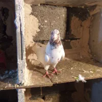 کبوترر|پرنده|مریوان, |دیوار