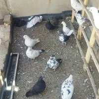 کفتر پرشی|پرنده|یزد, |دیوار