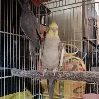 یک جفت عروس هلندی با یک عدد عروس هلندی نر|پرنده|مشهد, کوی المهدی|دیوار