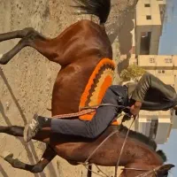 اسب وتجهیزات اسب سواری|اسب و تجهیزات اسب‌سواری|اصفهان, دهنو|دیوار