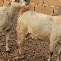 بز ابستن وپازن