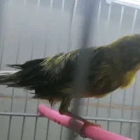 پرنده|پرنده|بیرجند, |دیوار