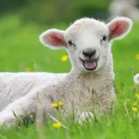 ذبح گوسفند