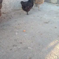 مرغ محلی تخمگذار