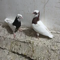 کبوتر طوقی|پرنده|کرج, خرمدشت|دیوار