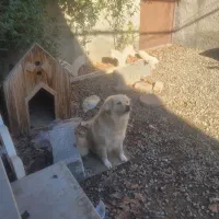 سگ شناسنامه دار|سگ|هشتگرد, شهرک راه آهن|دیوار