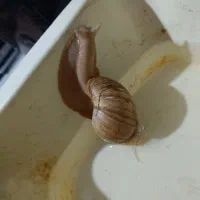 حلزون اجاتینا|خزنده|کرمان, |دیوار