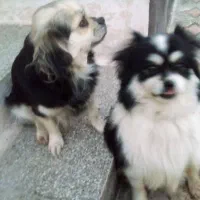 سگ زیبا ودست داشتنی خیلی تمیز و بدونه هیچ بیماری|سگ|ساری, |دیوار