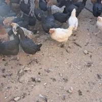 مجموعه پرورش طیور دیانی|حیوانات مزرعه|سیرجان, |دیوار