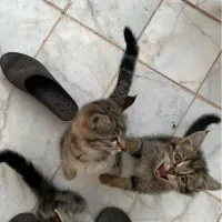 واگذاری سه عدد بچه گربه دو ماهه|گربه|یزد, |دیوار