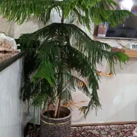 گل زیبا|گل و گیاه طبیعی|کرمانشاه, |دیوار