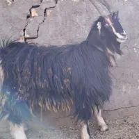 نربز عشقی