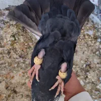 کفتر دمی|پرنده|مرودشت, ژیان|دیوار