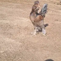 خروس|حیوانات مزرعه|قم, حاج خلیل|دیوار