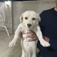 نژاد اشپیتز