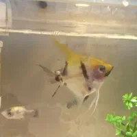 ماهی انجل و بارب