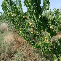 باغ میوه مثمر ، درختان 5ساله|فروش دفتر صنعتی، کشاورزی، تجاری|تهران, شریف‌آباد|دیوار