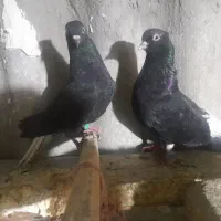 کفتر